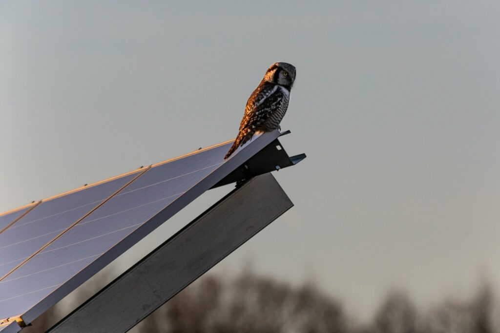 a bird sitting on top of a solar panel